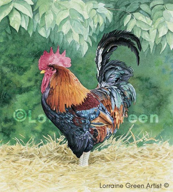 Print taken from a watercolour painting of colourful cockerel