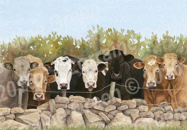 A6 Greetings card featuring 7 cows looking over a fence