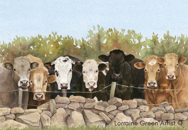 A6 Greetings card featuring 7 cows looking over a fence