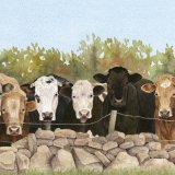 Cows at the Fence Greetings Card A6 Greetings card featuring 7 cows looking over a fence