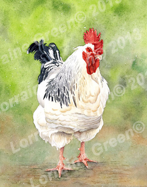Print taken from a watercolour painting of a Light Sussex chicken