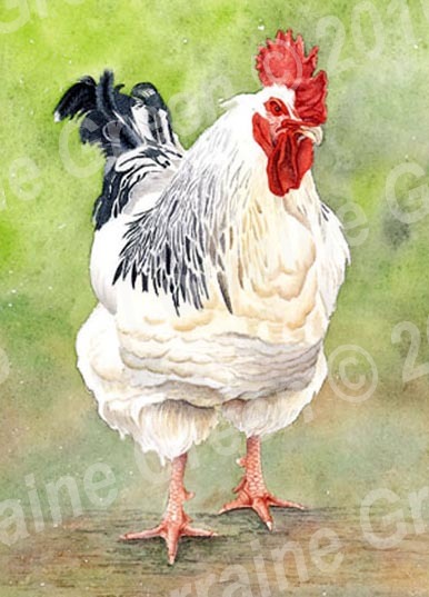 A6 Greetings card featuring a light sussex chicken