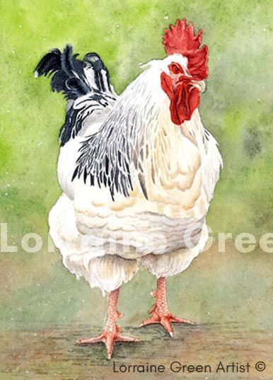 A6 Greetings card featuring a light sussex chicken