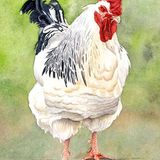 LG8 Light Sussex A6 Greetings card featuring a light sussex chicken