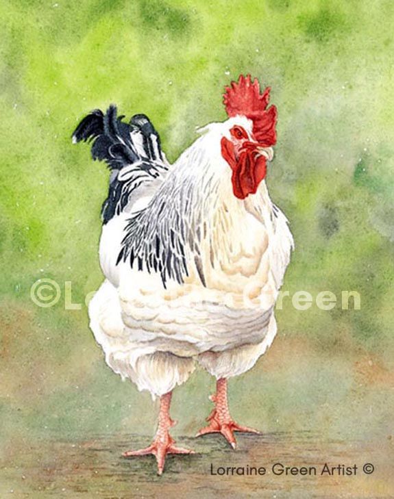 Print taken from a watercolour painting of a Light Sussex chicken