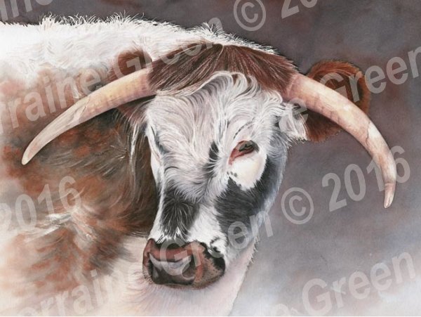 A print taken from a watercolour painting of a Longhorn cow