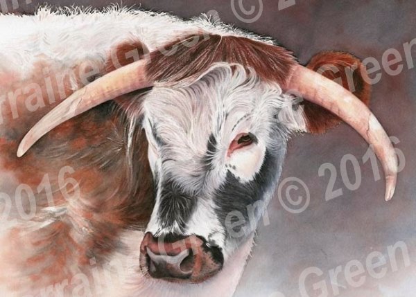 A6 Greetings card featuring a Longhorn cow