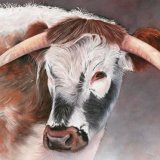 Longhorn II Greetings Card A6 Greetings card featuring a Longhorn cow