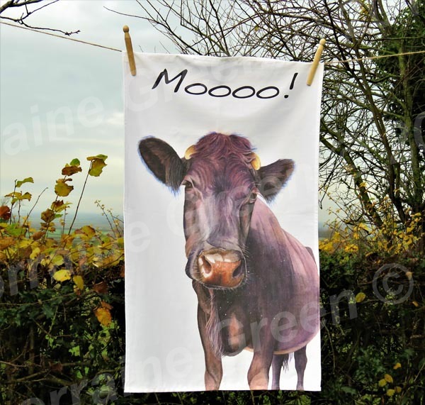 Moooo! A cotton tea towel featuring the 'Nosey Cow' image