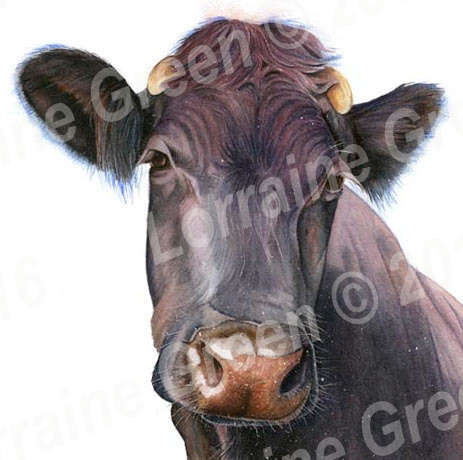 148mm square Greetings card featuring the head of a nosey cow