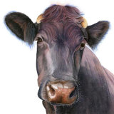 Square Nosey Cow Greetings Card 148mm square Greetings card featuring the head of a nosey cow