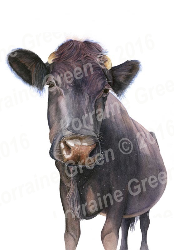 A6 Greetings card featuring a nosey cow