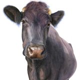 Nosey Cow Greetings Card A6 Greetings card featuring a nosey cow