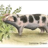 LG28 Piggy in a Pool A6 Greetings card featuring a Gloucester Old Spot pig in a pool