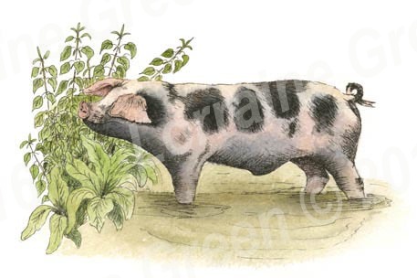 A6 Greetings card featuring a Gloucester Old Spot pig in a pool