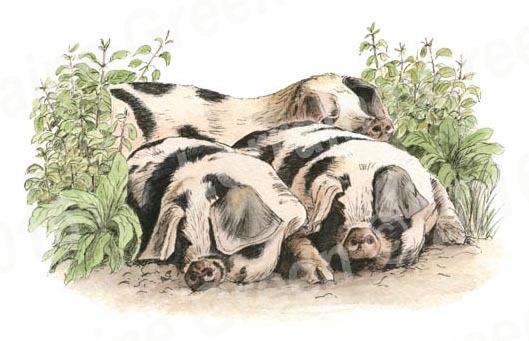Pile of Porkers Greetings Card