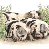 Pile of Porkers Greetings Card