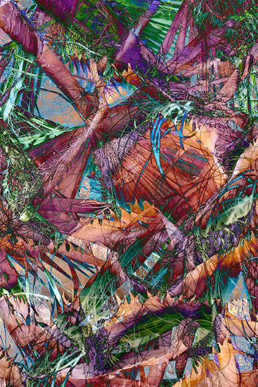 Palm Fronds - 10" x 15" - Photo on Metal 2024