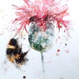 Knapweed with bee Bee