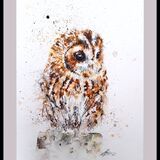 ' Little gonk ' Owl