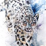 Rare beauty - extra image Snow leopard