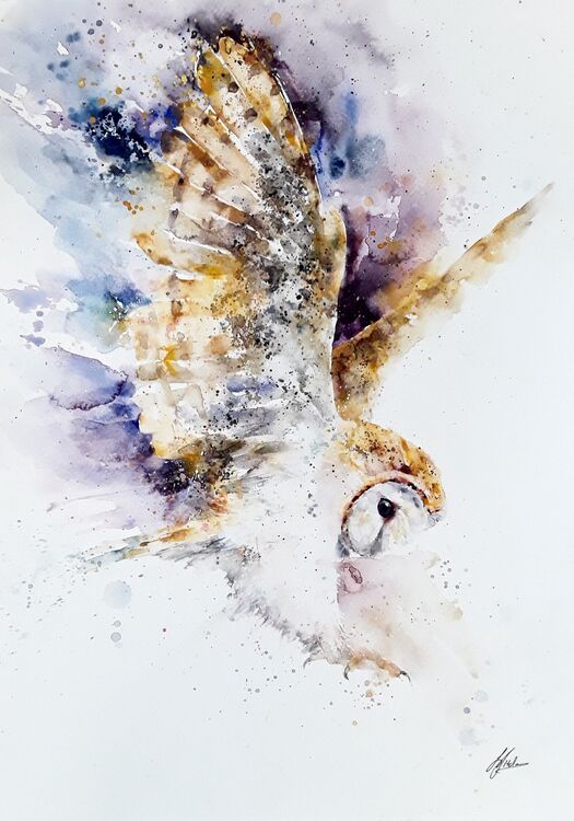 Barn owl