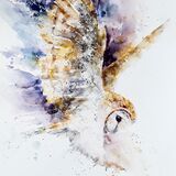 " Dusk " Barn owl