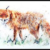 ' Winter sun ' Fox