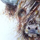 Highland coo