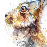 ' Bright eyed big ears ' Hare