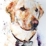 Charlie Labrador