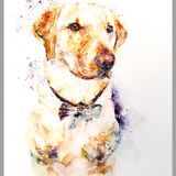 Charlie the golden labrador Labrador