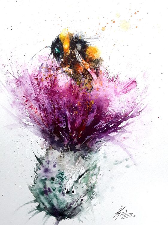 Scottish Thistle bee
