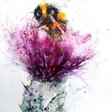 ' Busy buzz ' Scottish Thistle bee