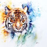 Sumatran tiger