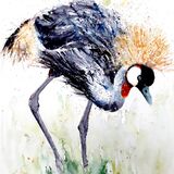 ' Stalker ' Crested crane SOLD