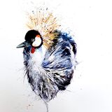 ' The crown ' Crested crane
