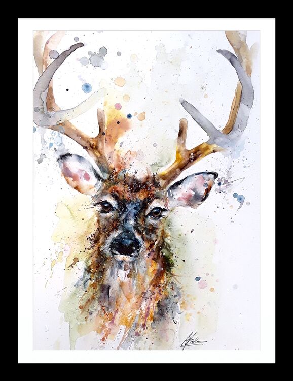 Stag deer