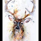 Stag deer