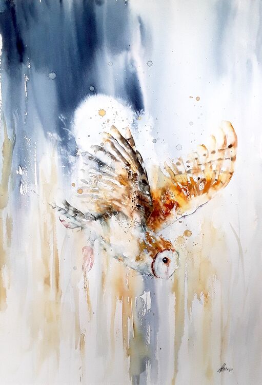 Barn owl
