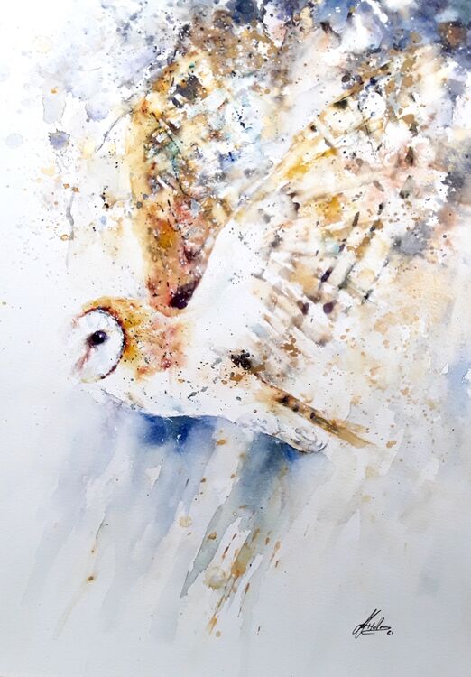Barn owl