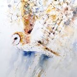 ' Haunting beauty 4 ' £162 SOLD Barn owl