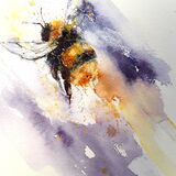 ' Blueberry haze ' extra image Bee