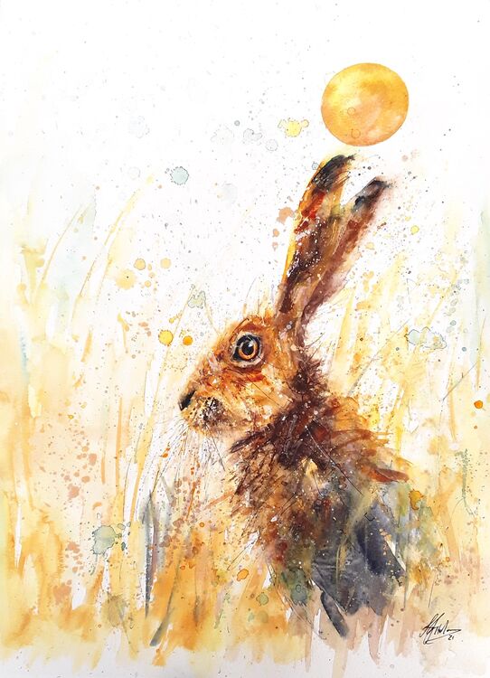 Hare