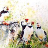 Reunited extra image Puffins