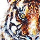 Sumatran tiger - detail image