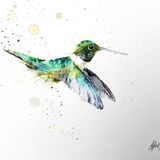 " Emerald " Hummingbird