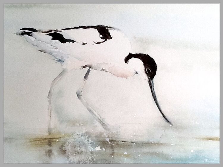Avocet