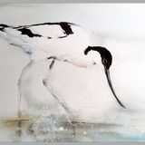 A blast from the past Avocet