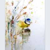 Little blue tit bird Blue tit bird